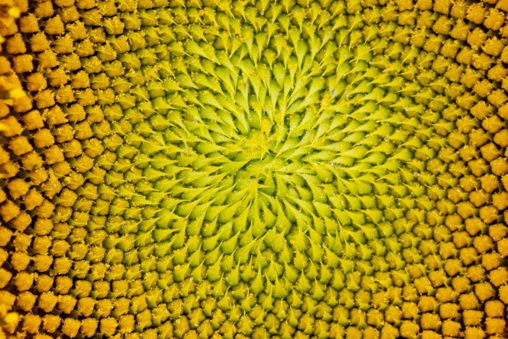 Les spirales du tournesol. Les fleurons du tournesol peuvent former deux familles de spirales. Leurs nombres sont souvent proches de termes consécutifs de Fibonacci, mais pas systématiquement.